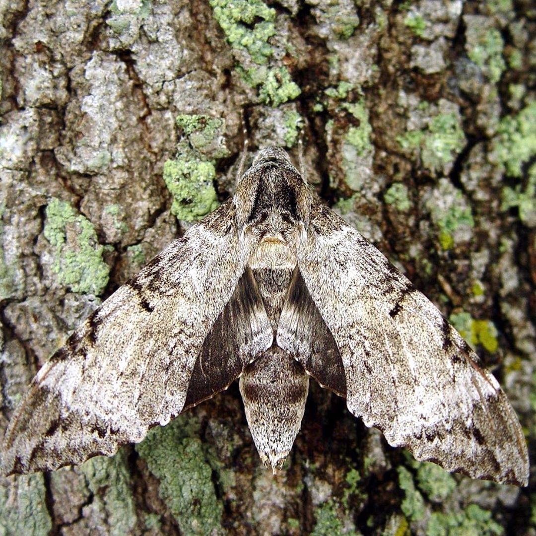 [Social Media] T.O.P Instagram 2020-08-05 23:17:14 (KST) (no caption) | #TOPstagram #탑 #최승현 - 2