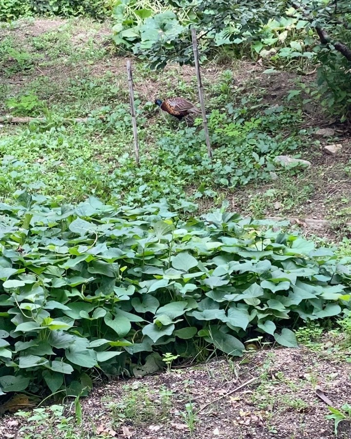 [Social Media] Taeyang 2020-09-21 16:23:38 (KST) ▶ #꿩 ? | #태양 #Taeyang #SOL