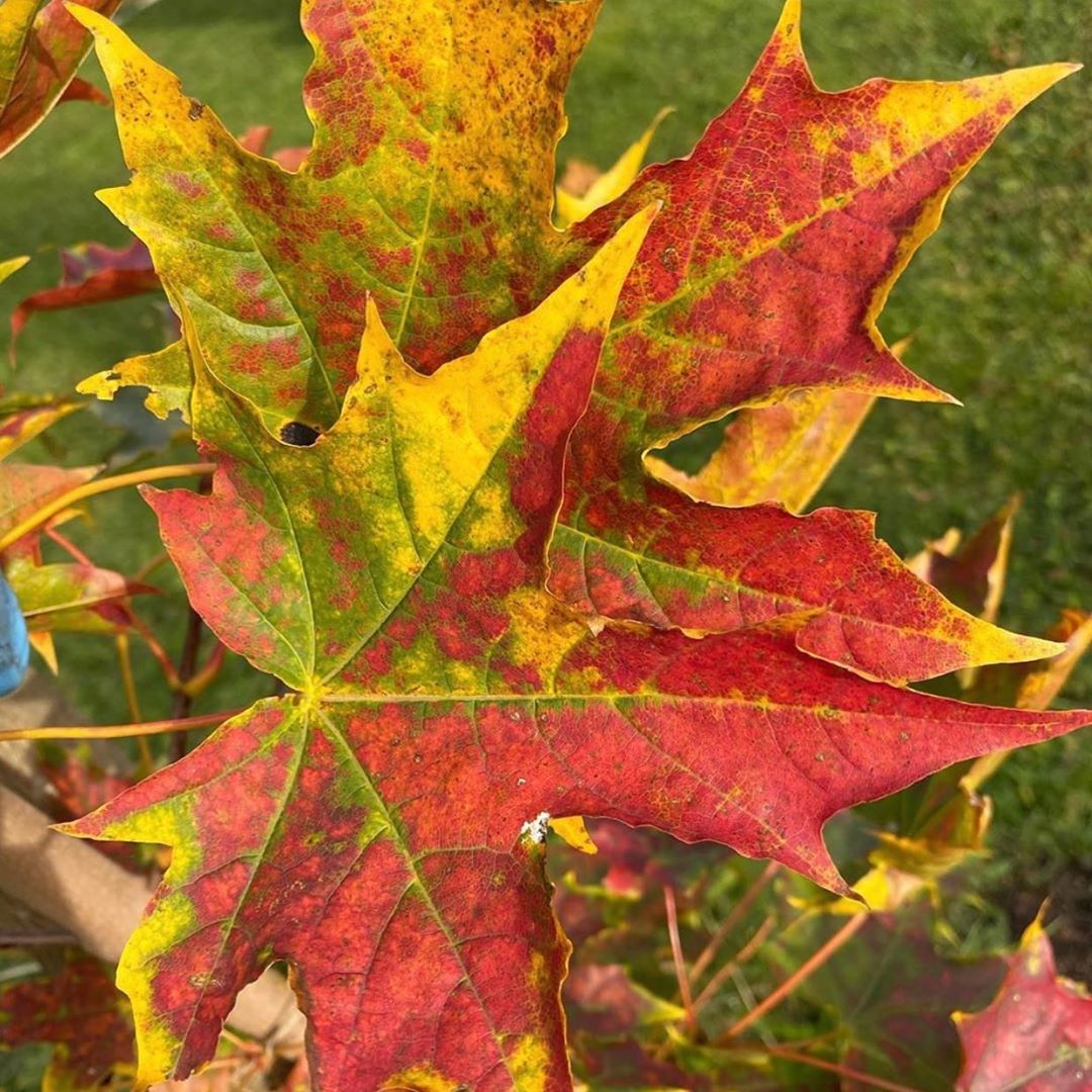 [Social Media] T.O.P Instagram 2020-10-12 09:45:42 (KST) (no caption) | #TOPstagram #탑 #최승현 - 1