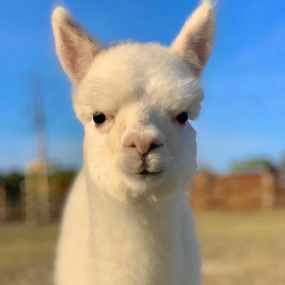 [Social Media] T.O.P Instagram 2021-02-03 12:19:21 (KST) Me | #TOPstagram #탑 #최승현 - 1