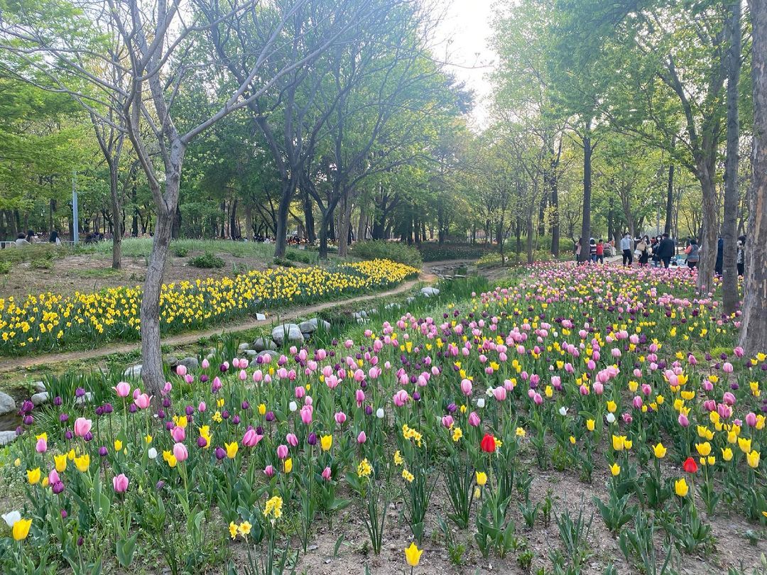 [Social Media] Taeyang Instagram 2021-04-25 16:06 (KST) 예쁜 튤립 ? |  #태양 #Taeyang #SOL