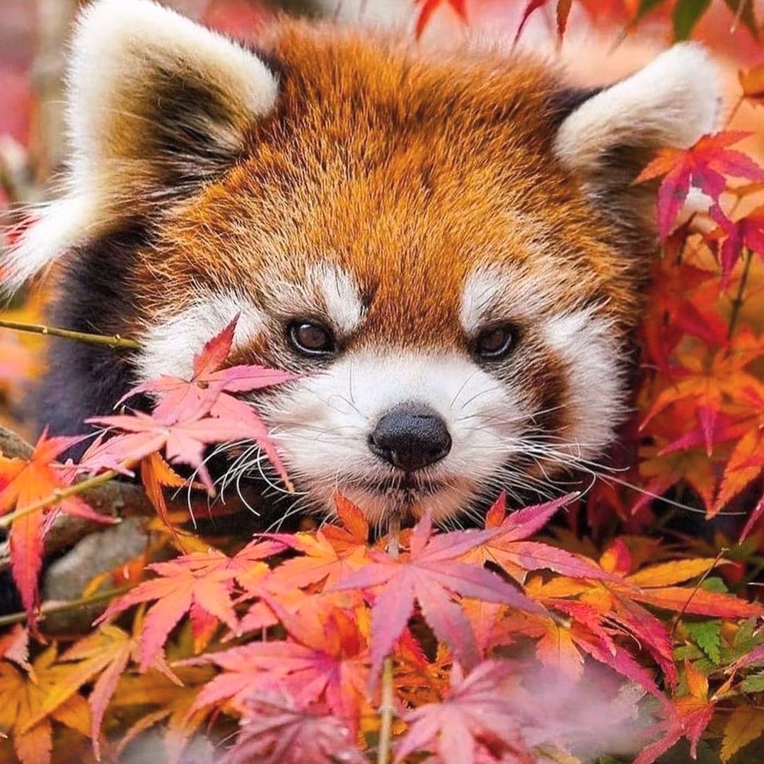 [Social Media] T.O.P Instagram 2021-11-16 19:44 (KST) ~ | #TOPstagram #탑 #최승현