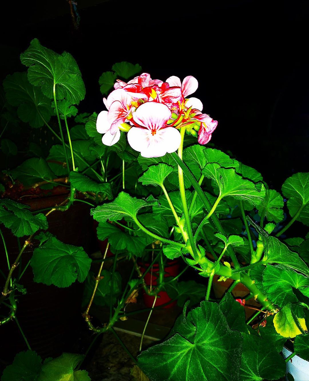 [Social Media] G-Dragon Instagram 2019-12-27 08:08:51 (KST) Home Alone??? | #권지용 #지용 #GDragon - 6