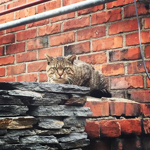 Instagram Update by Taeyang: Wild fat cat by __youngbae__ on