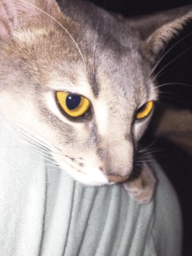 [Photo] G-Dragon Phhhoto app update 2015-02-15 (2)